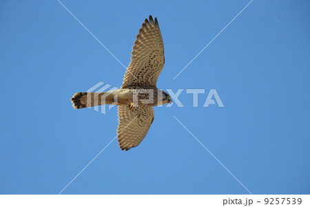 チョウゲンボウ 9257539