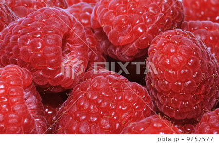 Fresh raspberries. Macro 9257577