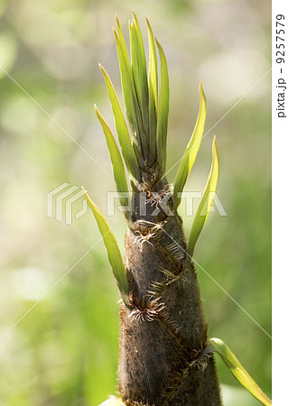 たけのこ 9257579