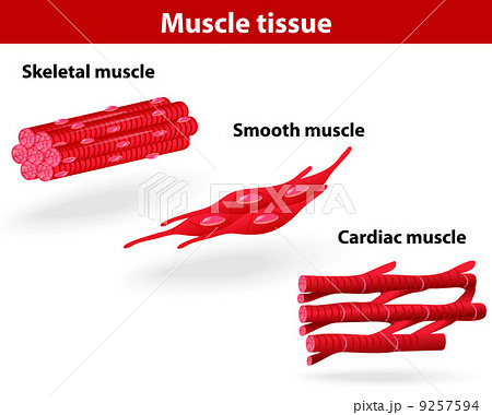Types of muscle tissue 9257594