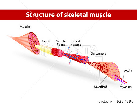 Draw a labelled diagram of various types of muscles found in the human body