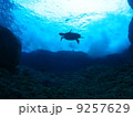 頭上のウミガメ 9257629