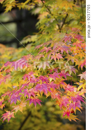 紅葉 紅葉 9257705