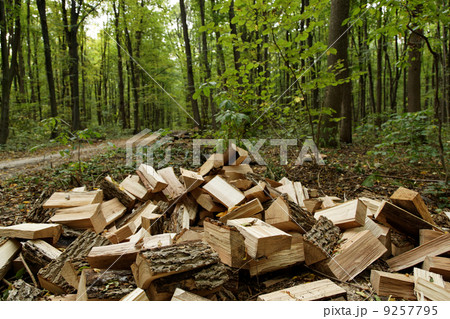 Firewood store in the pine forest background 9257795