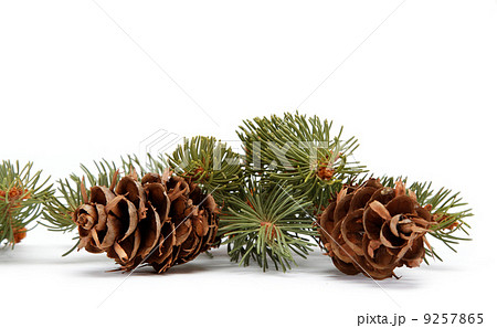 Spruce branch with cone on a white background Spruce branch with cone on a white background 9257865