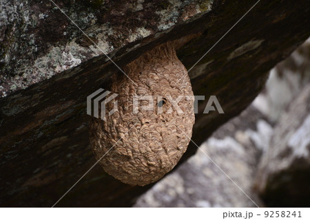 スズメバチの巣 スズメバチの巣 9258241