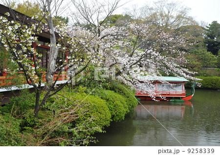京都 春の神泉苑 京都 春の神泉苑 9258339