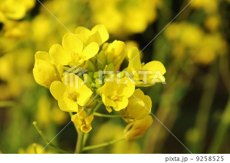 なのはな 9258525