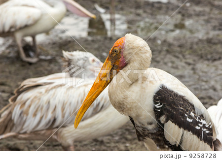 Closeup painted stork in nature 9258728