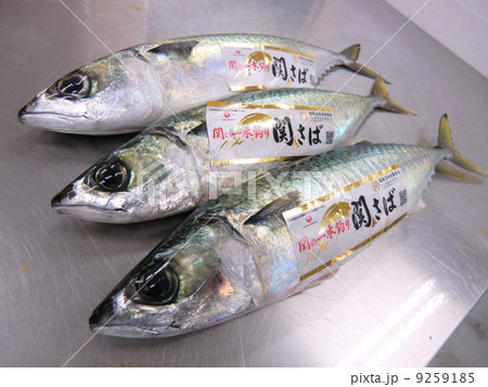 関サバ 関サバ 9259185