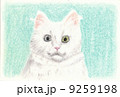 白い猫 9259198