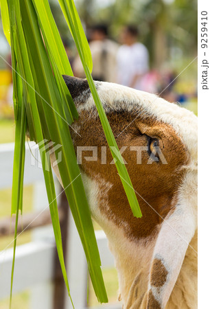 Activity feeding sheep in the farm 9259410