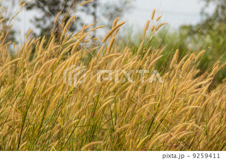 Meadow in the wind 9259411