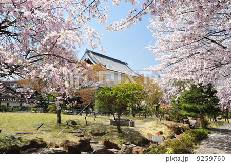 京都 勝龍寺城の桜 京都 勝龍寺城の桜 9259760