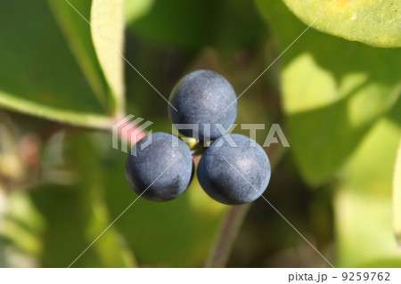 アオツヅラフジの実 9259762