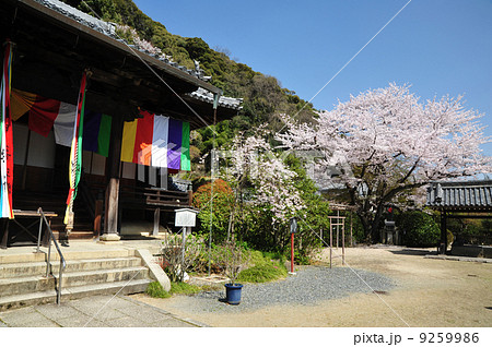 京都 山崎聖天の春 京都 山崎聖天の春 9259986