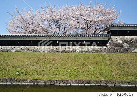 京都　勝龍寺城の春 9260015