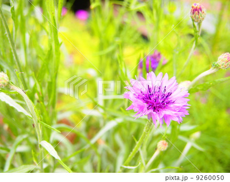 矢車草の花 9260050