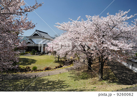 京都　勝龍寺城の桜 9260062