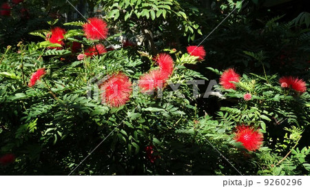 アカバナブラシマメ の赤い花 アカバナブラシマメ の赤い花 9260296