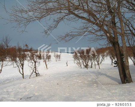 晴天の雪道 9260353