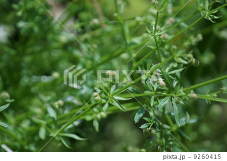 八重葎　ヤエムグラと申します。 9260415