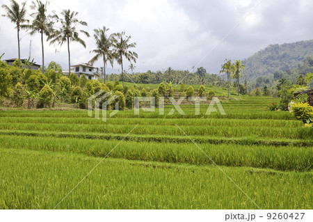 rice terraces, Bali, Indonesia 9260427