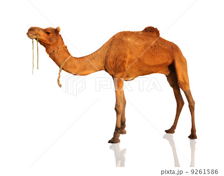 The lonely domestic camel isolated on white. 9261586