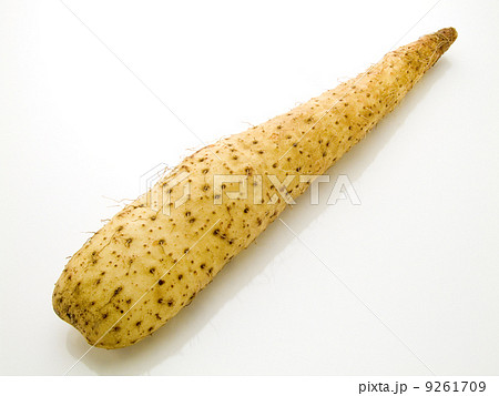 夕張長芋　ながいも　長芋 9261709