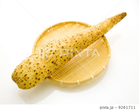 夕張長芋 ながいも 長芋 夕張長芋 ながいも 長芋 9261711