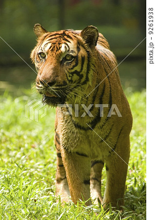 potrait of a tiger 9261938