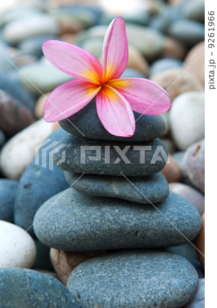 frangipani on  pebbles and rocks for spa purpose 9261966