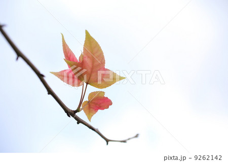 フウの紅葉 9262142