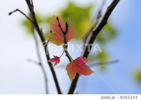 フウの紅葉 9262143