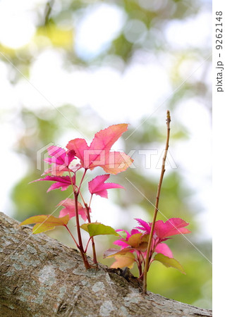 フウの紅葉 9262148