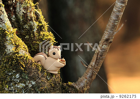 りすの冬支度 りすの冬支度 9262175