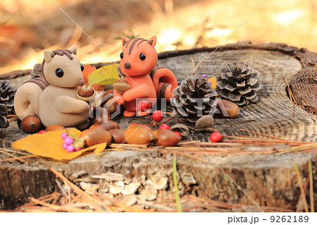 りすの冬支度 9262189