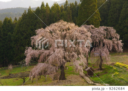 水中のしだれ桜 水中のしだれ桜 9262684
