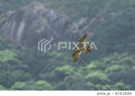 生き物　南の島で越冬するハヤブサ 9262688