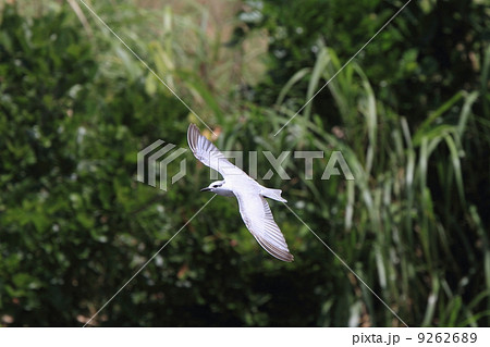 生き物　鳥類　ハジロクロハラアジサシ、石垣島で越冬しています 9262689