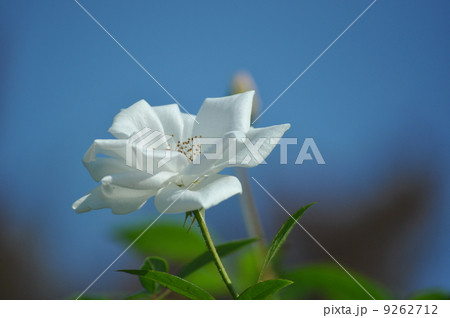 いっぱいに開くシュネーヴィッチェン いっぱいに開くシュネーヴィッチェン 9262712