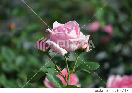 一輪のヒストリー 9262713