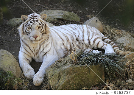 ホワイトタイガー 9262757
