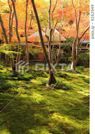 祇王寺の秋 9262949