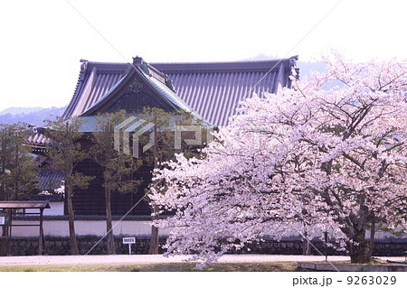 橘寺（奈良）に咲く桜 9263029