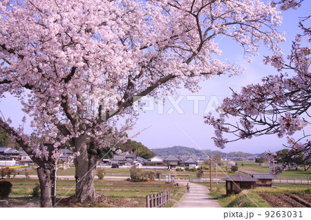 橘寺から桜越しに見る川原寺 9263031