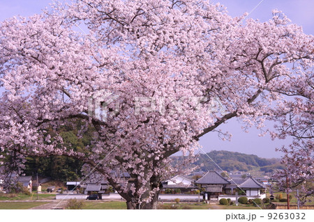 橘寺から桜越しに見る川原寺 9263032