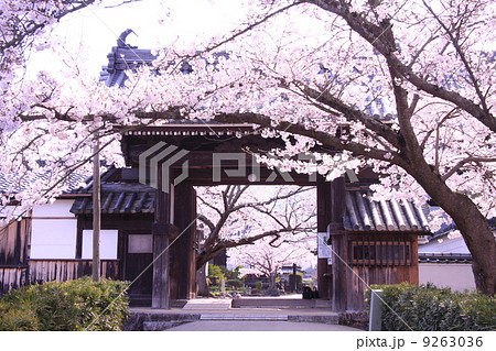 橘寺に咲く桜 9263036