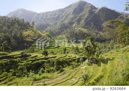rice terraces, Bali, Indonesia 9263664