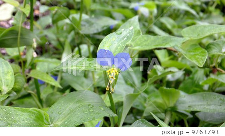つゆ草 9263793